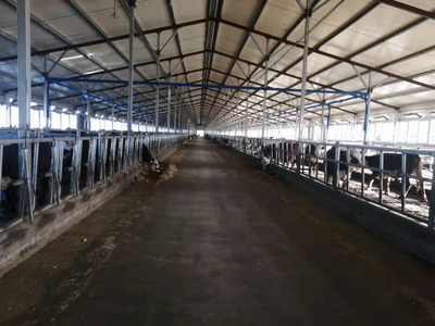 雙鴨山市 龍頭帶動(dòng)，牛業(yè)起航，畜牧漁業(yè)飼料銷售新篇章